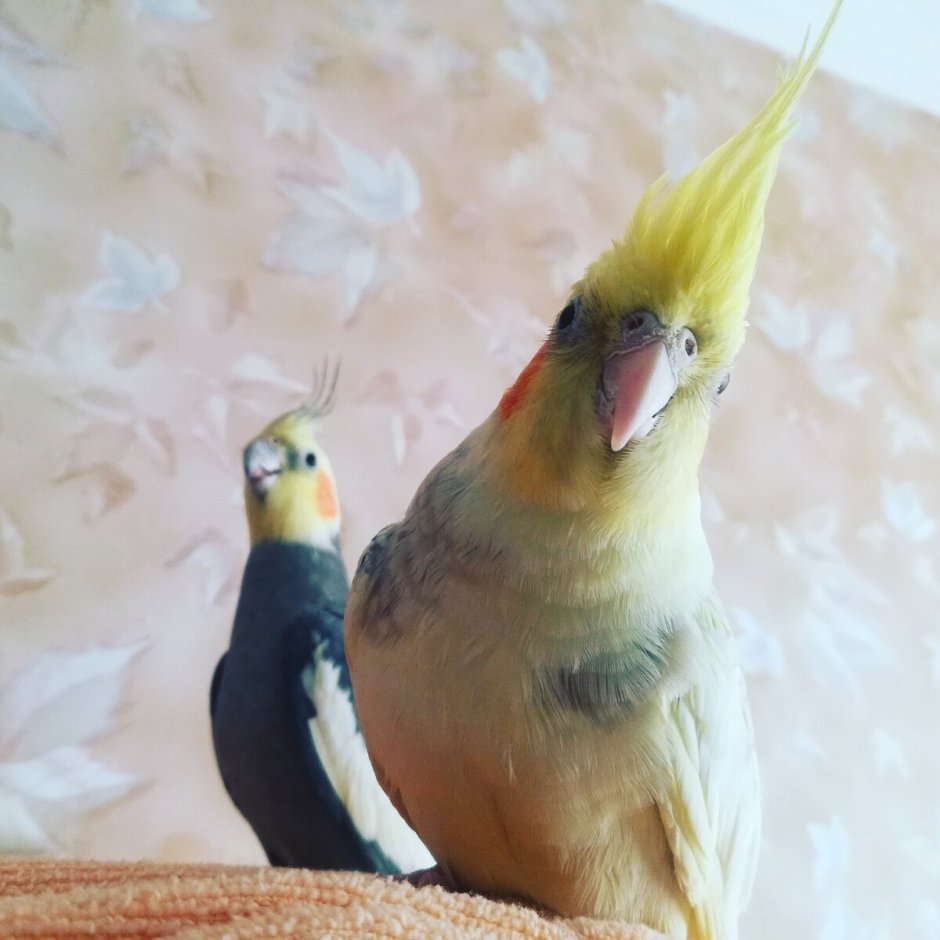 Корелла Арлекин