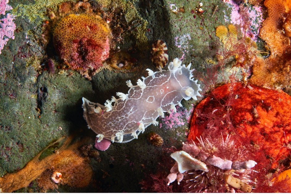 Морские живые организмы