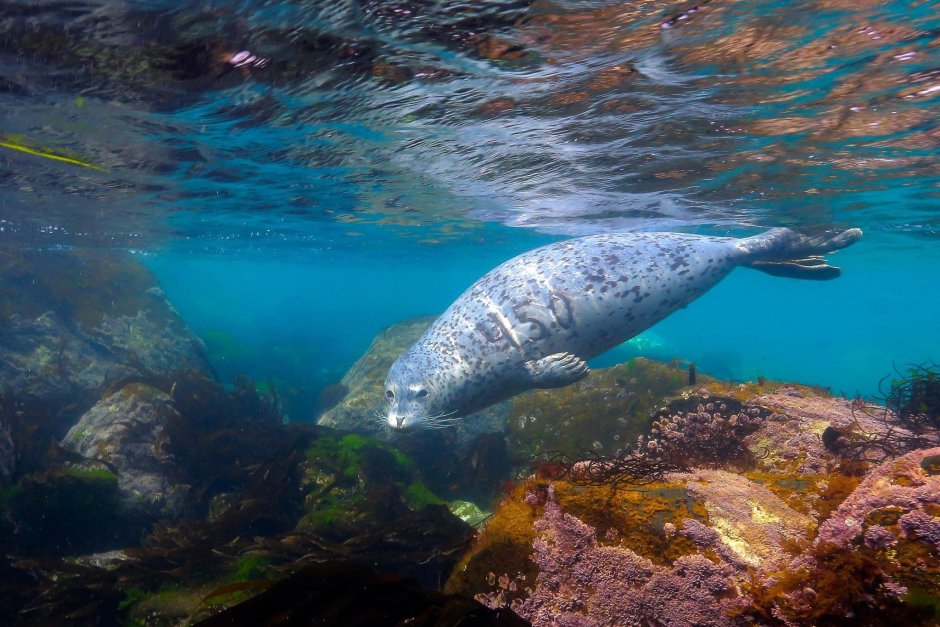 Дальневосточный морской заповедник подводный мир