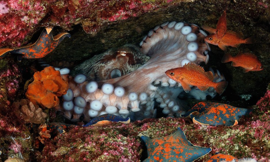 Дальневосточный морской заповедник осьминог