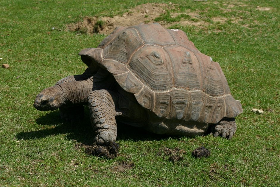 Королевская черепаха