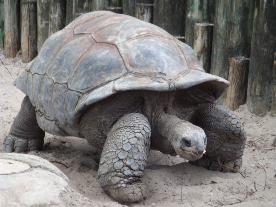 Aldabrachelys gigantea
