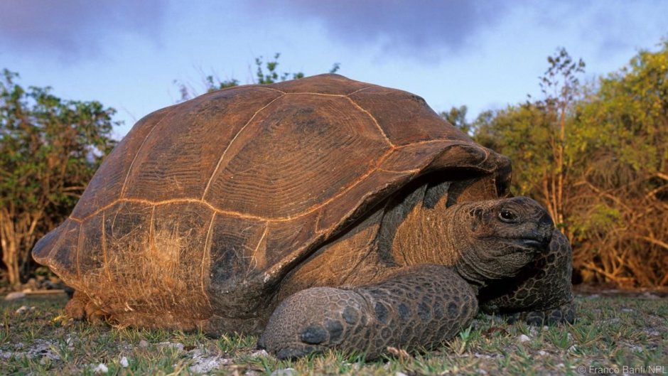 Geochelone gigantea
