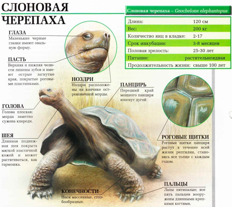 Слоновая черепаха Продолжительность жизни