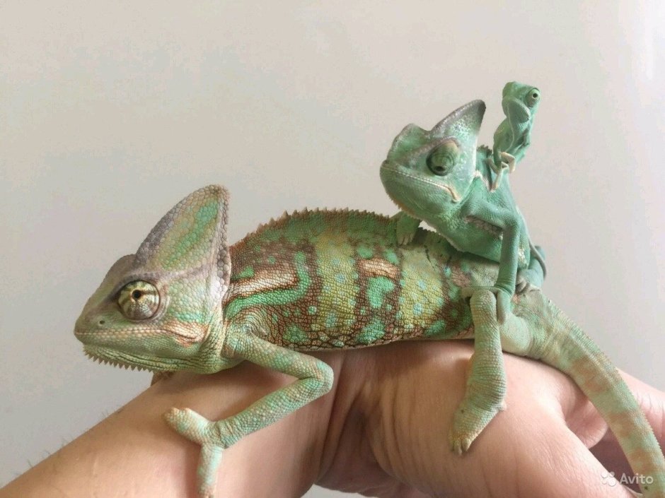 Легкие ящерицы