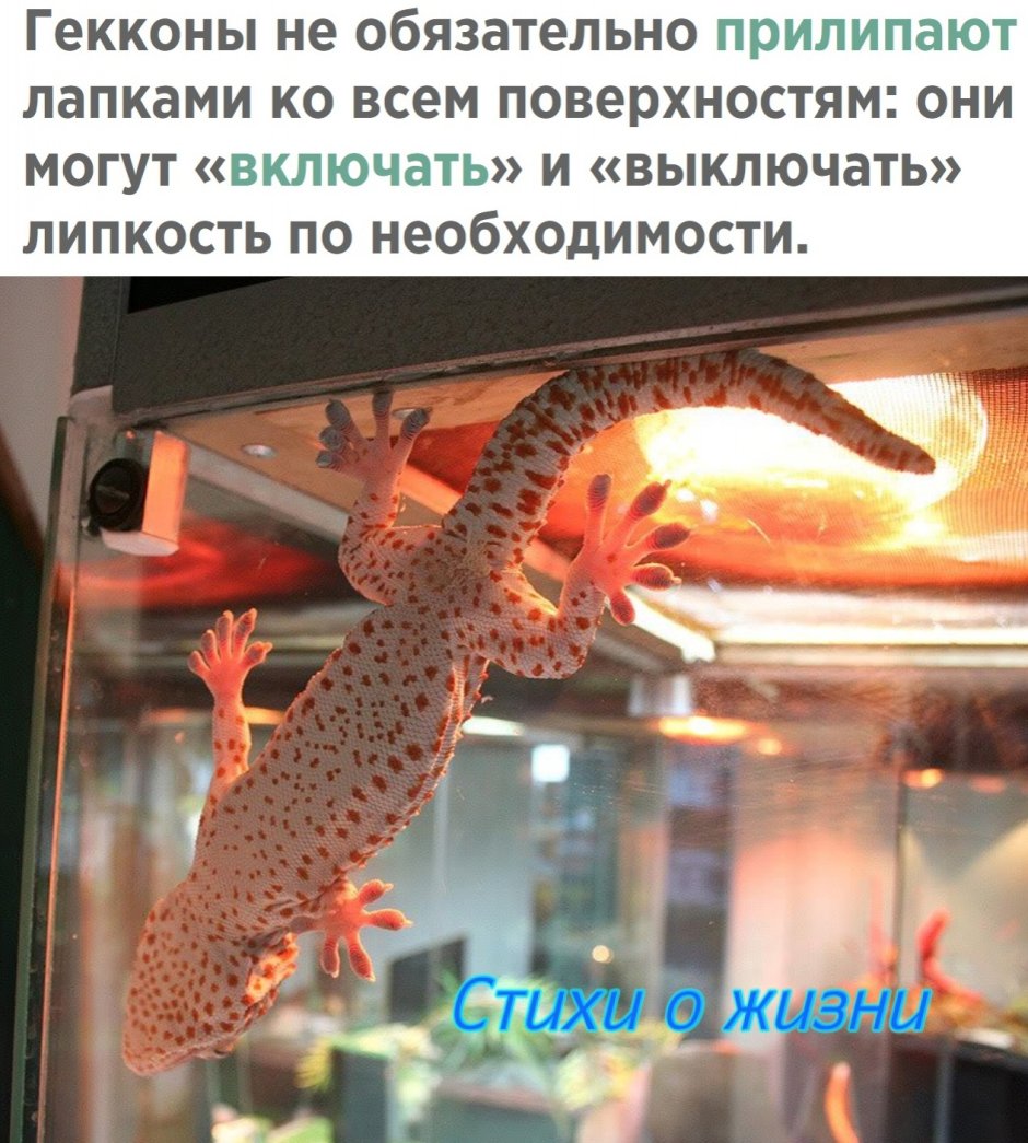 XCOM 2 Вайпер змеиные сиськи