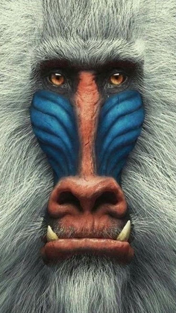 Мандрил обезьяна