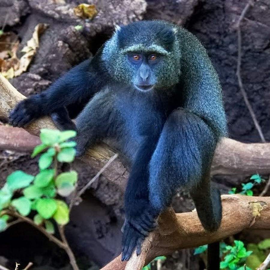 Лысый уакари