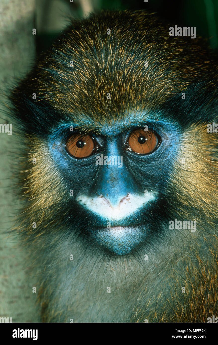 Лысый уакари детеныш