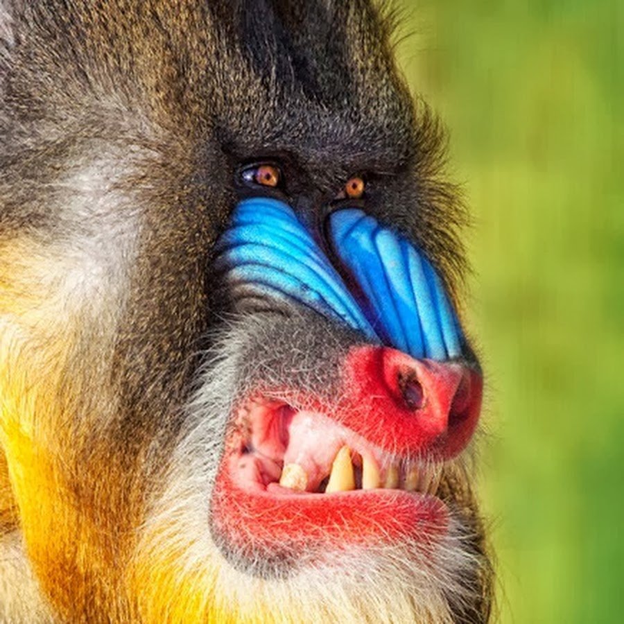 Обезьяны с синими мордами в Гималаях