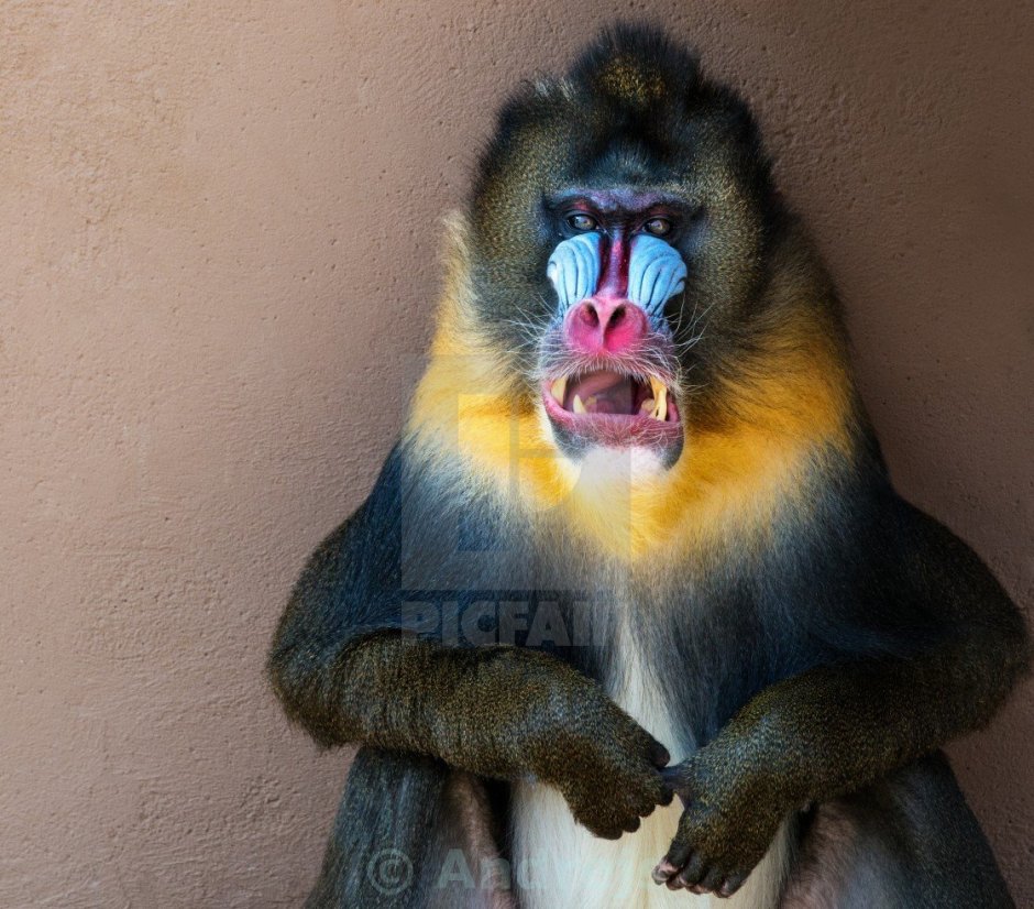 Мандрил малыш