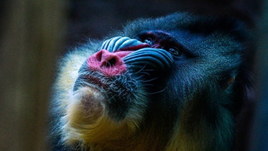 Мандрил обезьяна