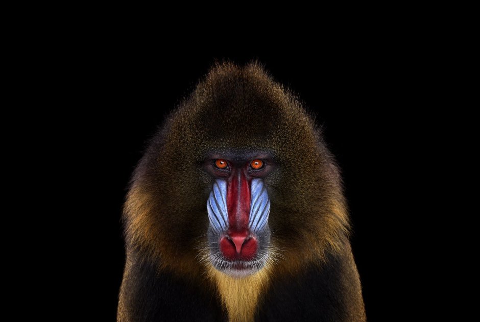 Бабуин Мандрил