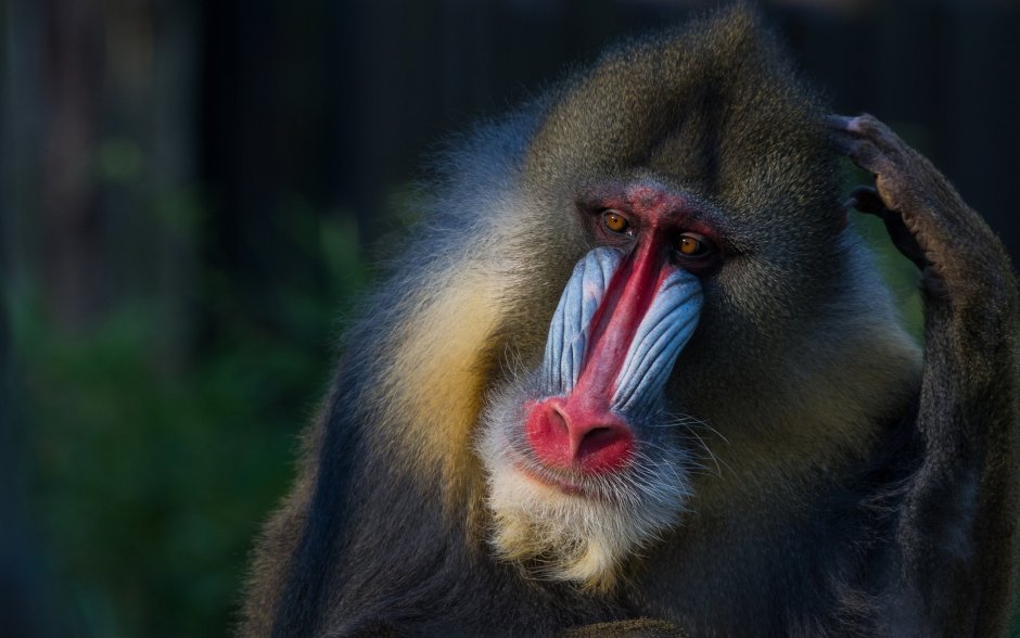 Мандрил спаривание