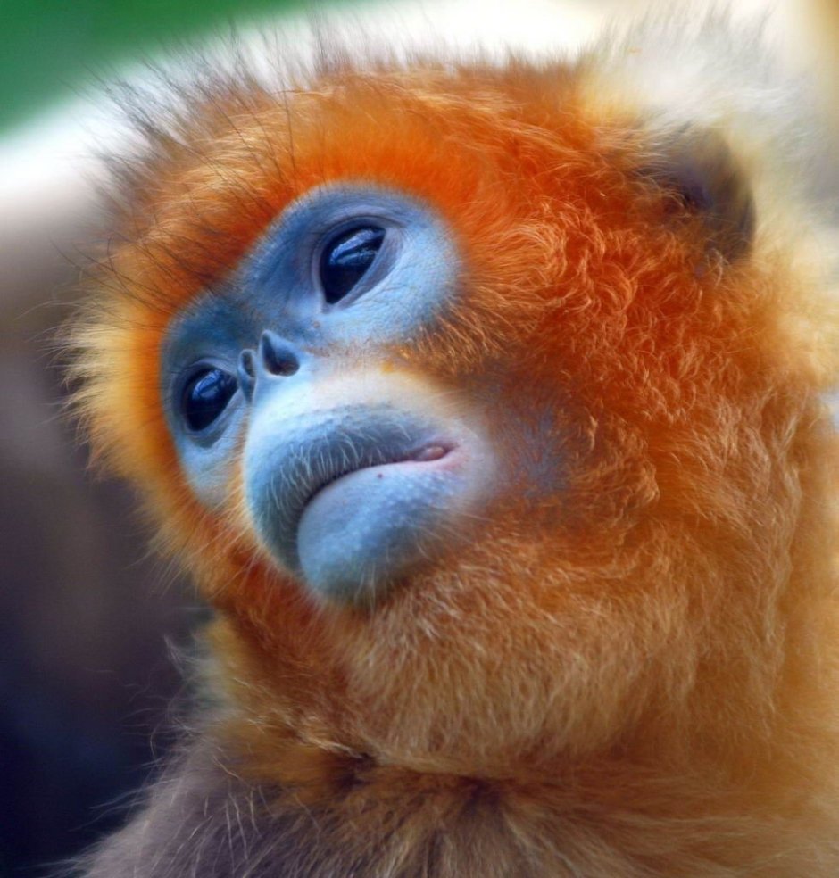 Павиан Бабуин Мандрил