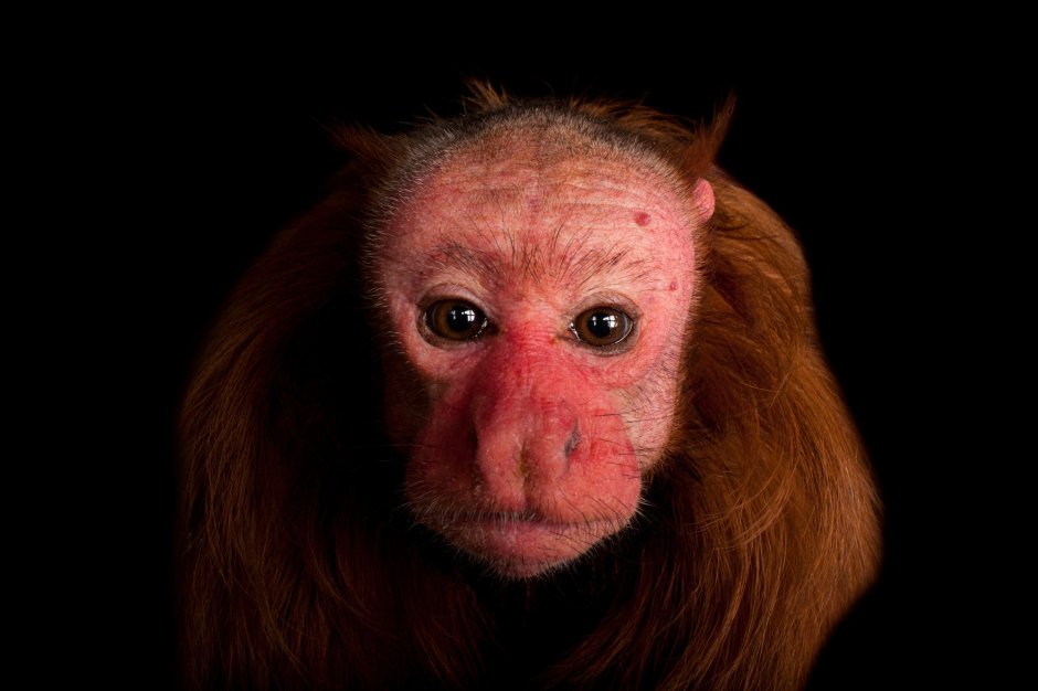 Ринопитек орангутан