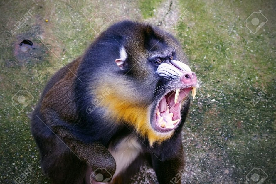 Обезьяна с синим носом