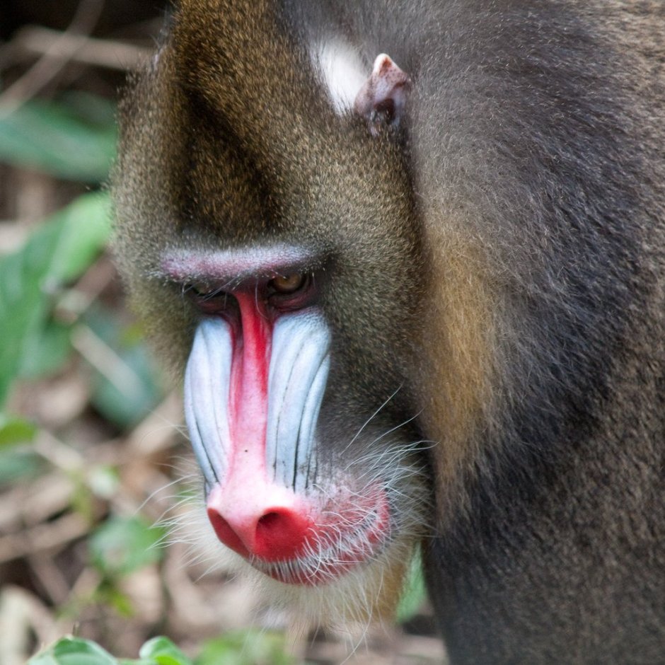 Золотистая курносая обезьяна