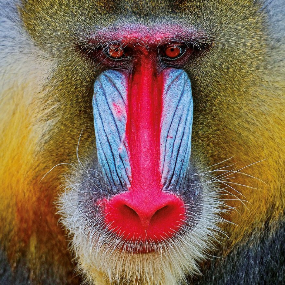 Мандрил Адольф