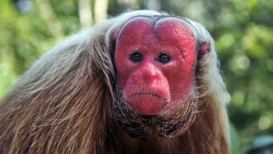 Южноафриканский уакари