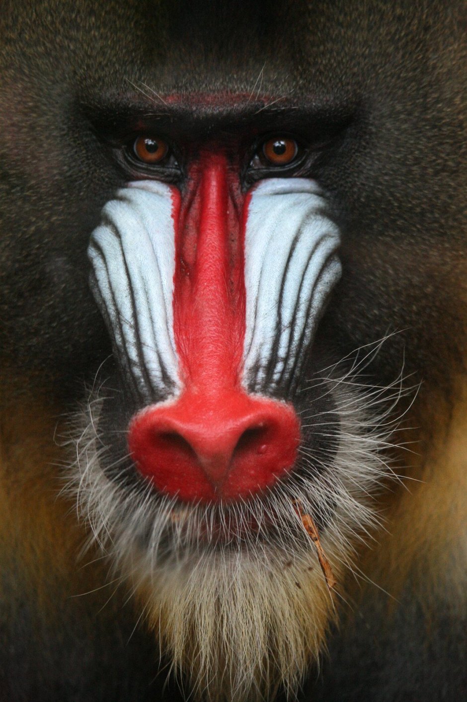 Узконосые приматы