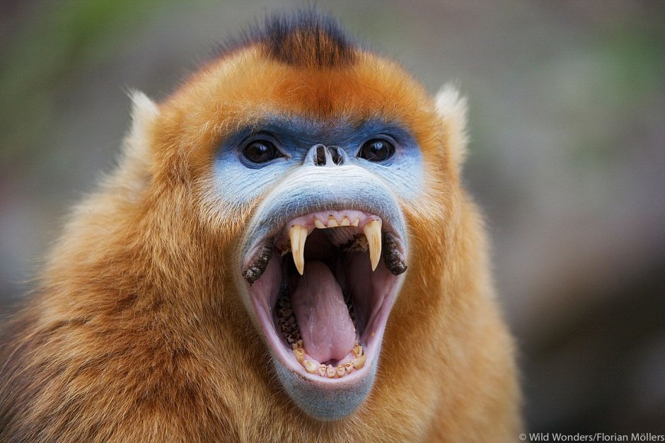 Голубая коронованная мартышка