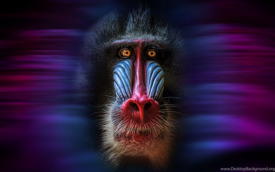 Белозадый Гульман