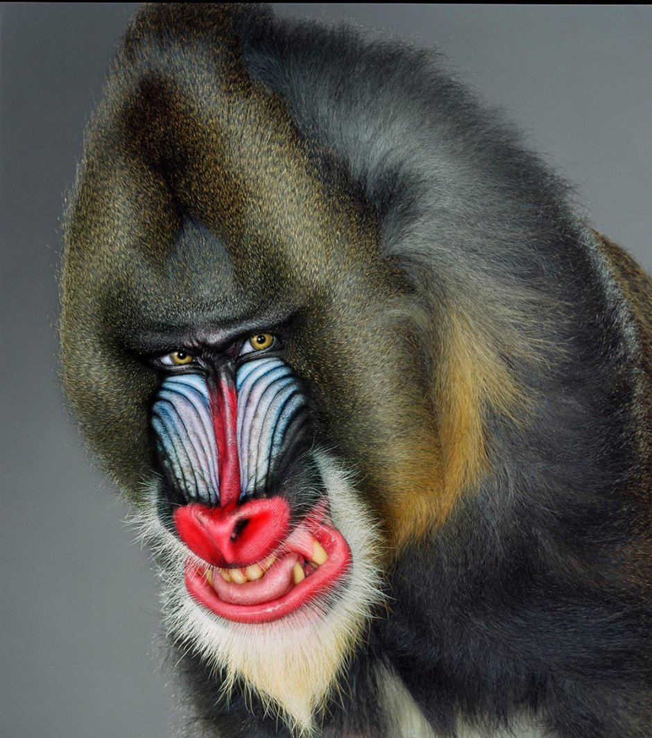 Мандрил обезьяна попа