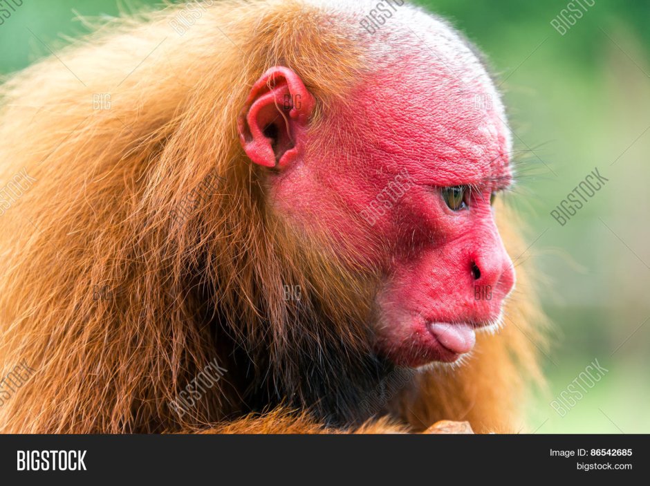 Обезьяна Рокселланов ринопитек