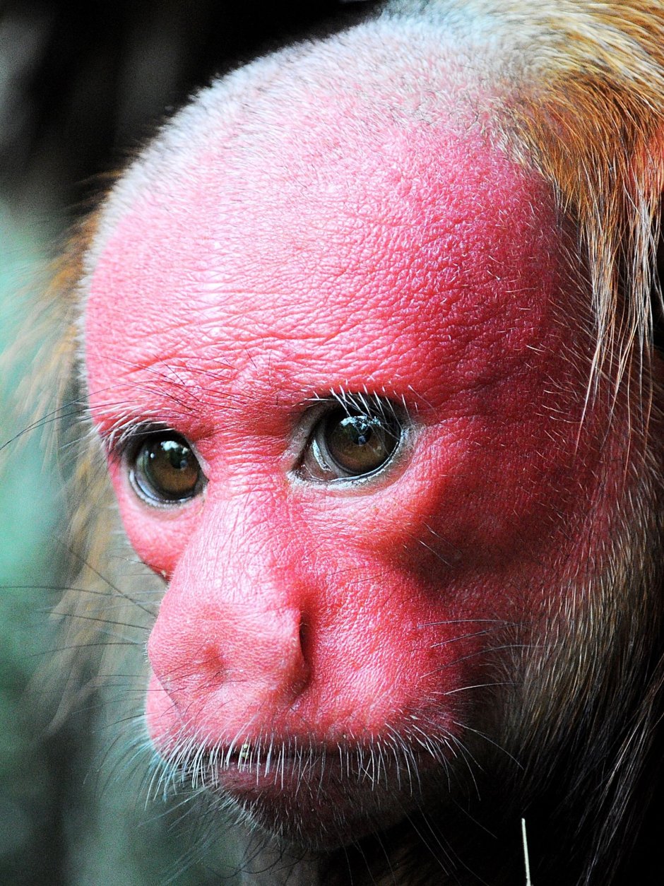 Blue Monkey Gletcher