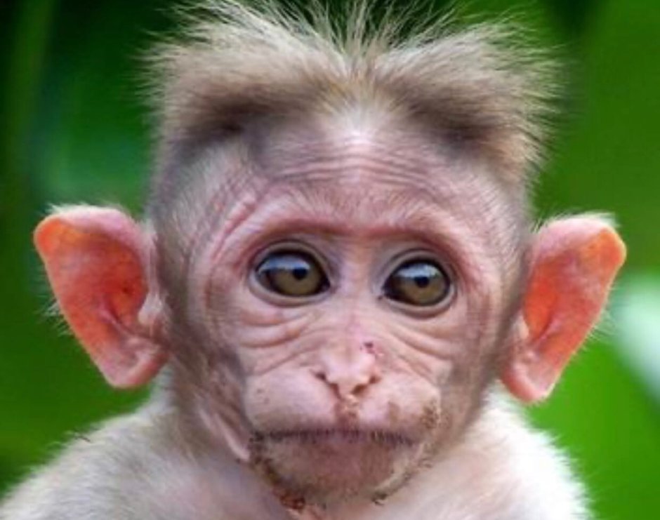 Шимпанзе улыбается