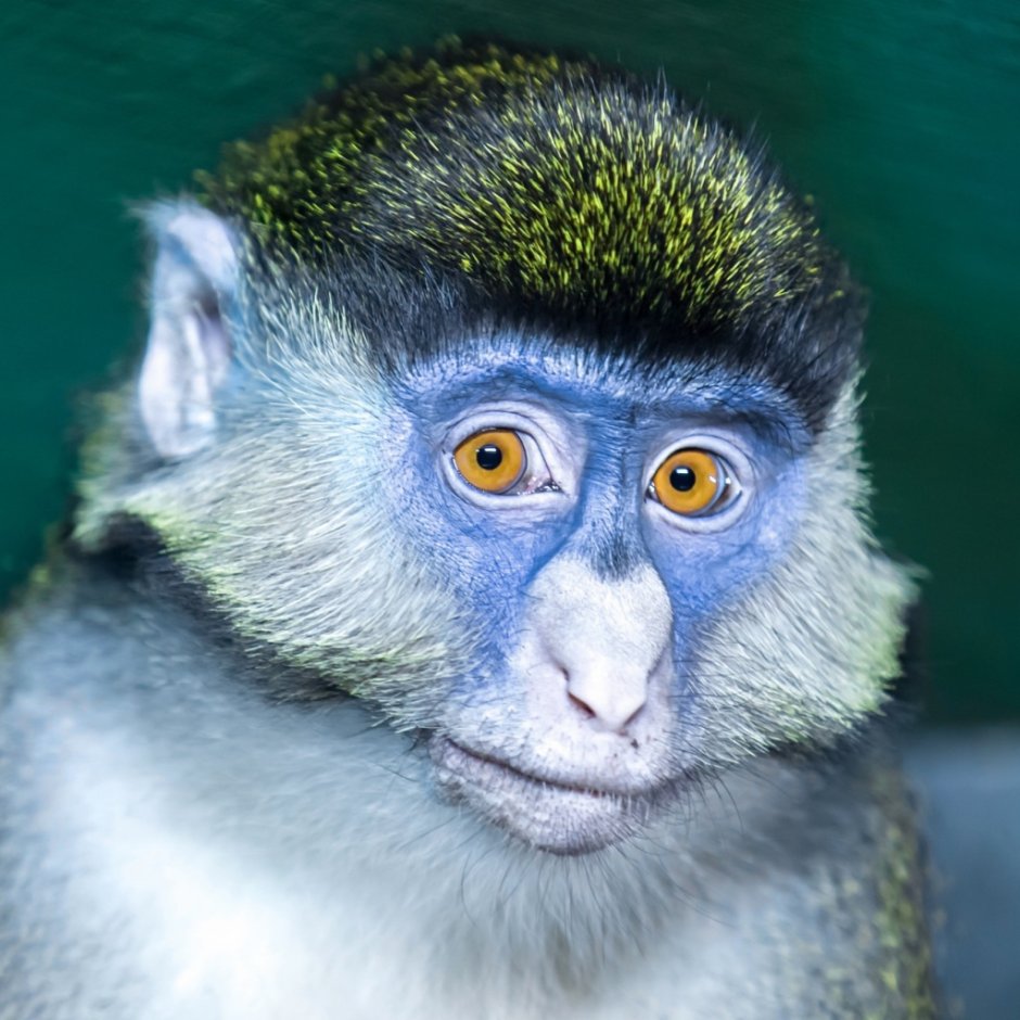 Мандрил Планета обезьян
