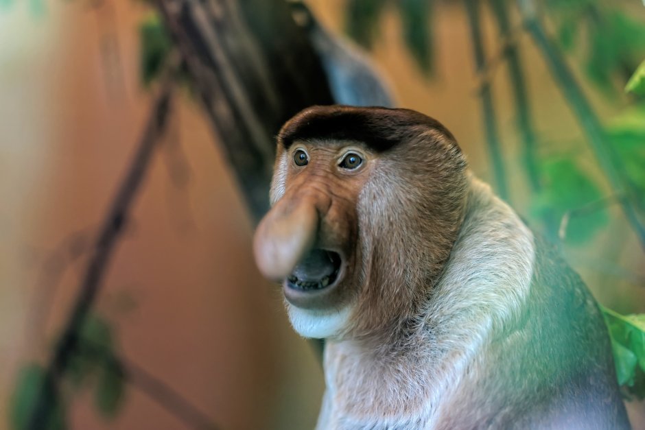 Крашеная обезьянка