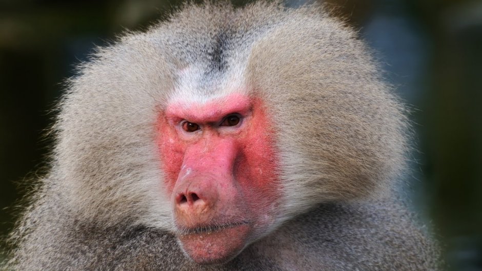 Павиан сфинкс