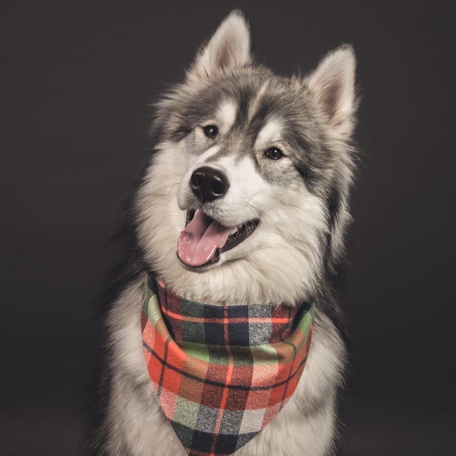 Alaskan Malamute Mix