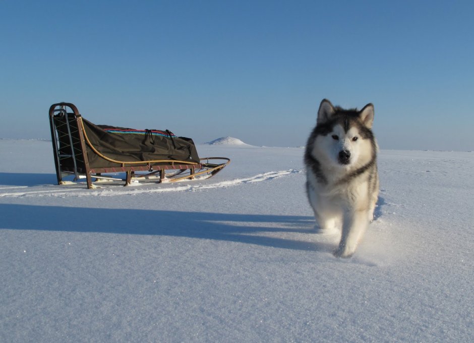 Маламут морда