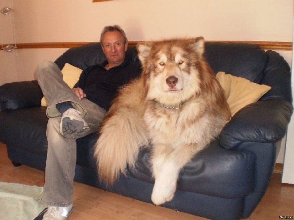 Маламут и кот