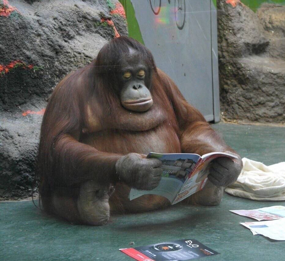 Негр похожий на обезьяну