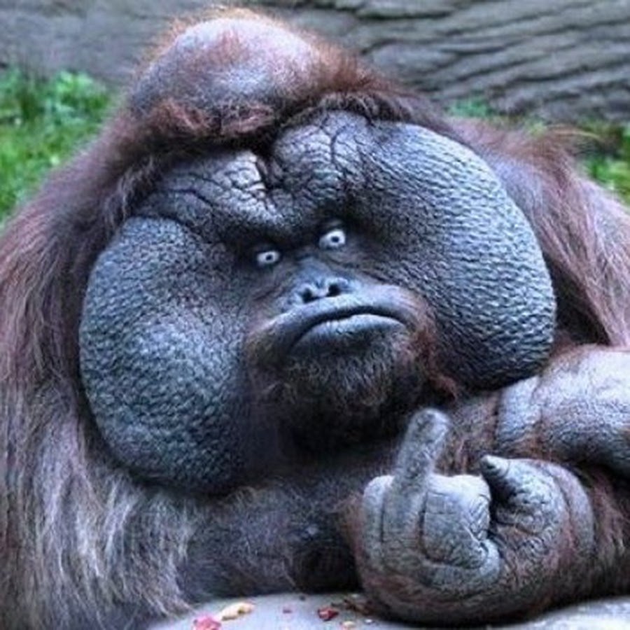 Спаривание орангутангов
