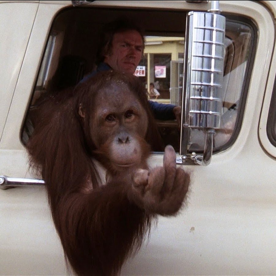 Самая большая горилла в мире рядом с человеком