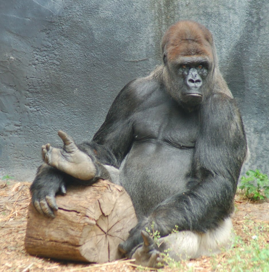 Горилла шимпанзе и орангутанг