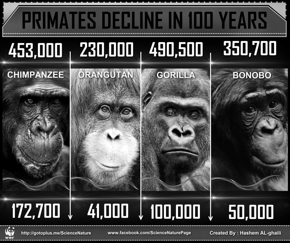 Эйнштейн и шимпанзе Мем