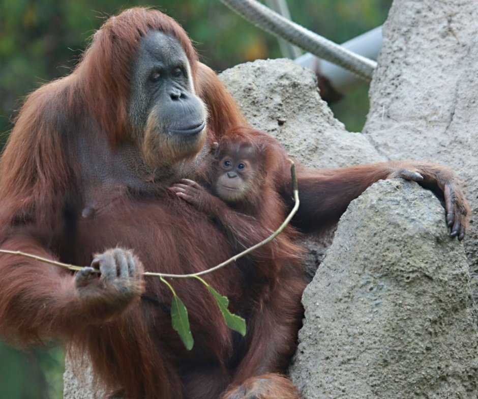 Орангутанг Аиша