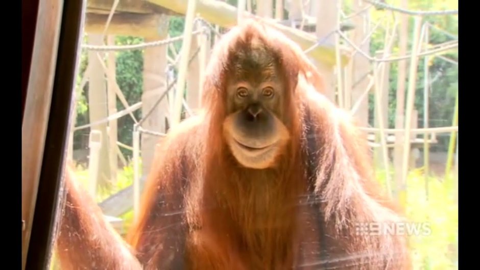 Шимпанзе воюют