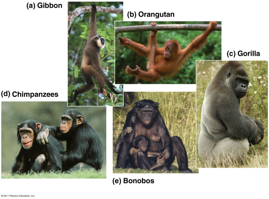 Шимпанзе, горилла, орангутанг, Гиббон