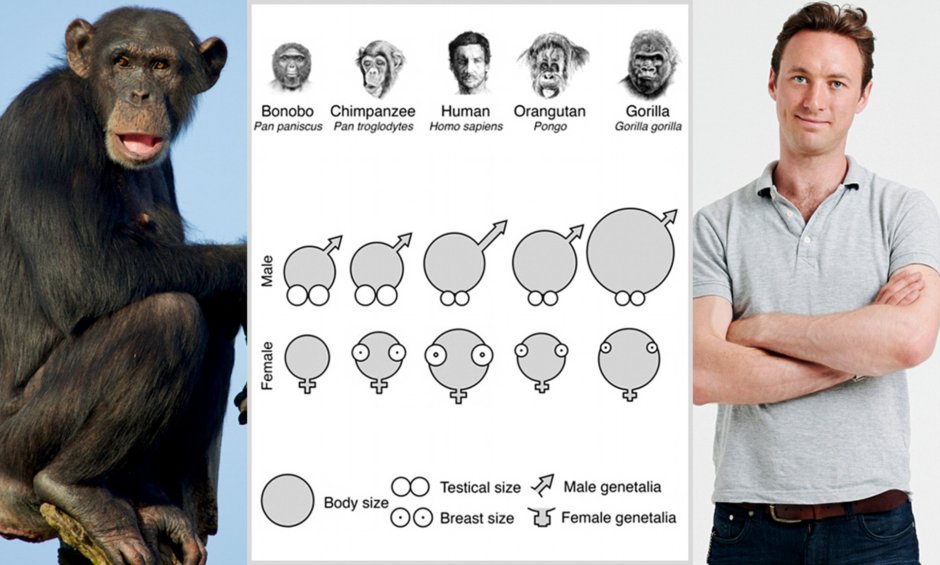 Горилла кидает другую гориллу