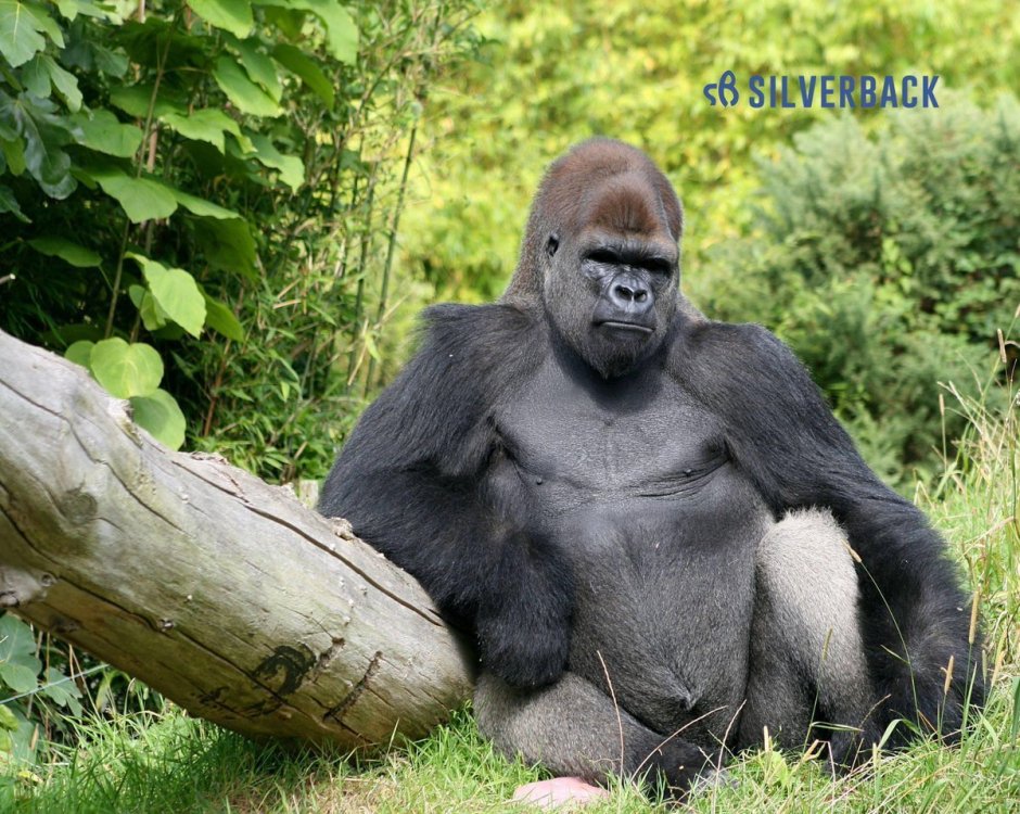 Горилла и человек сравнение