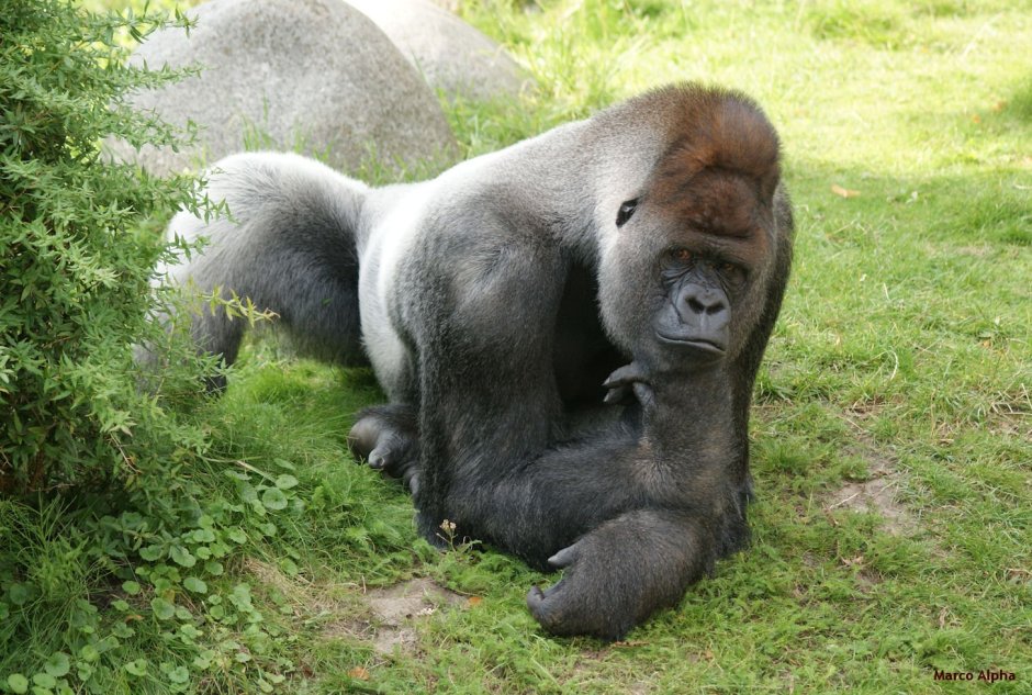 Горилла бокито