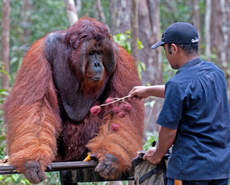 Рост гориллы