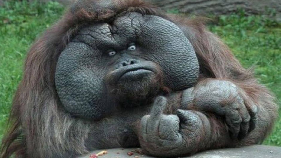 Орангутан толстый